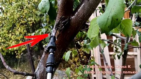 Как обезопасить плодовые деревья от вредных насекомых при выращивании красочных растений