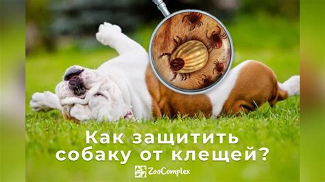 Как обезопасить своего питомца от возможных клещей во время гуляний