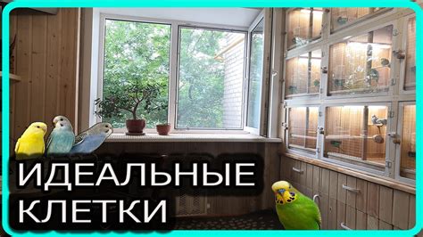 Как обеспечить комфортные условия содержания в вольере для птиц