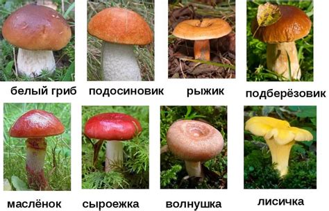 Как определить, какие грибы съедобные