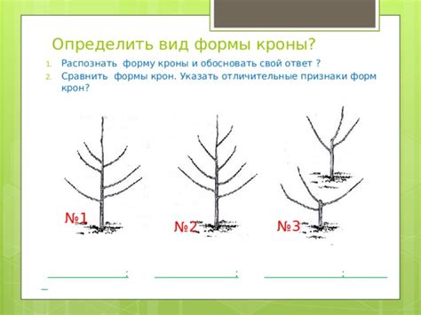 Как определить сомкнутость кроны