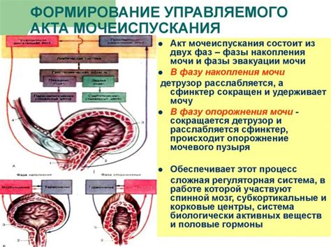 Как оптимизировать процесс наполнения мочевого пузыря