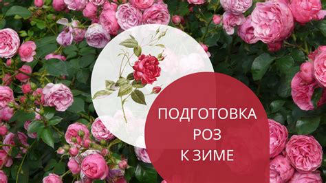 Как подготовить кусты роз к зиме с учетом подкармливания