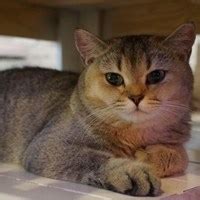 Как поддержать организм кошки после заболевания