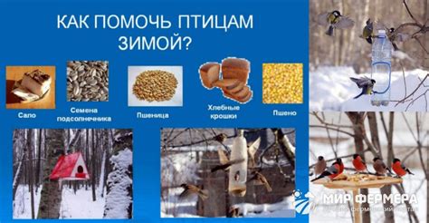 Как помочь ежику зимой: полезные советы