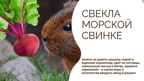 Как правильно вводить листья ревеня в рацион кроликов