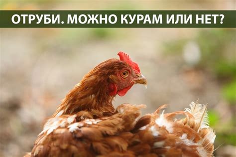 Как правильно давать корм курам