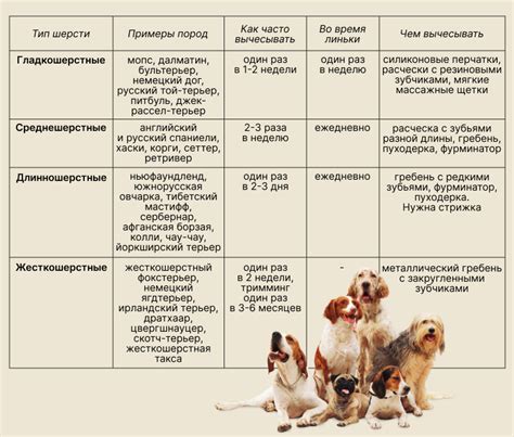 Как правильно наносить шампунь на шерсть собаки