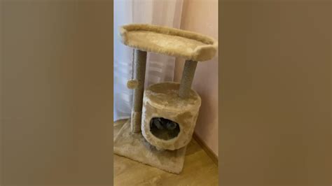 Как приучить годовалого кота