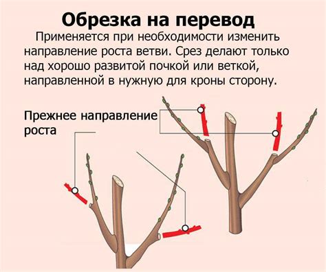 Как провести обрезку черешни