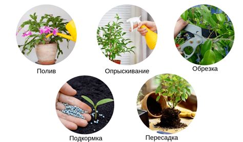 Как производить уход за растениями вместе