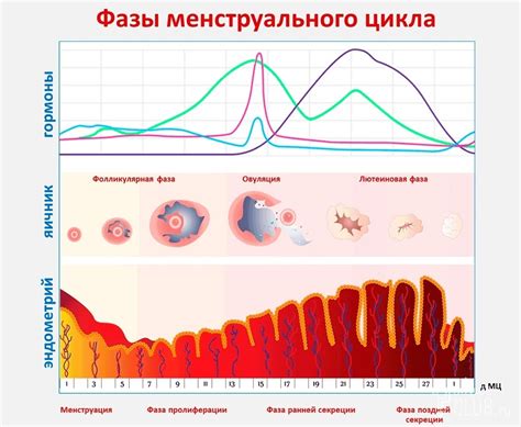 Как распознать естественные изменения в менструальном цикле и влияние препарата Дюфастон