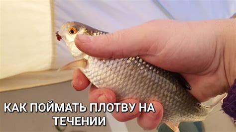 Как создать ароматное и привлекательное вкусовое обольщение для успешной рыбалки