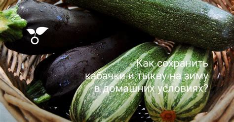 Как сохранить кабачки и тыкву на зиму
