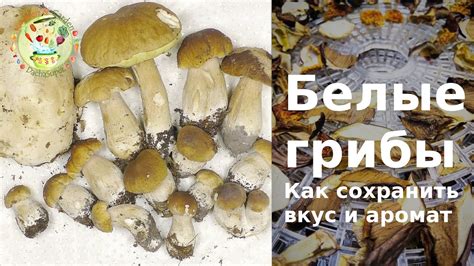 Как сохранить перезрелые грибы: советы экспертов