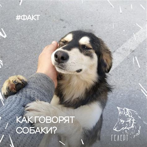 Как справиться с необходимостью отмены нежелательного привлечения внимания собаки к владельцу
