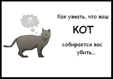 Как узнать, что кот съел упаковку