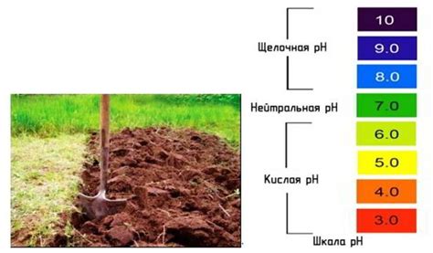 Как узнать кислотность почвы