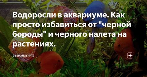 Как узнать о наличии черного налета