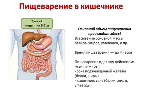 Как улучшить работу желудка и кишечника