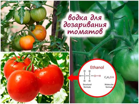 Как ускорить рост и созревание