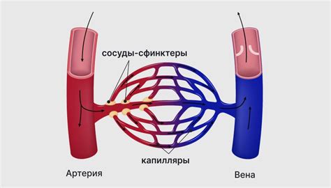 Капилляры: тонкие и важные сегменты