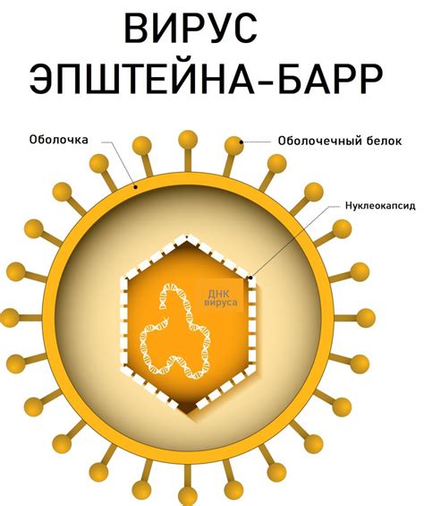 Капсидный вирус Эпштейна-Барр