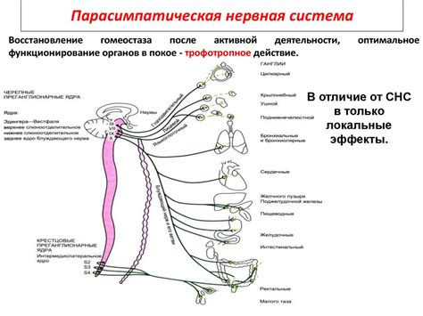 Клеточный уровень организации нервной системы