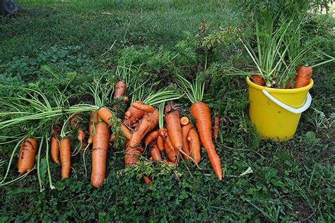 Ключевые моменты ухода за морковью после лука и чеснока