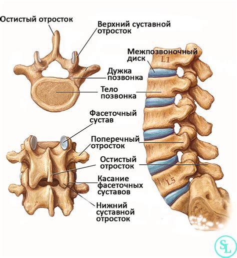 Количество позвонков: главное отличие