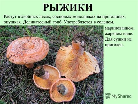 Компоновка рыжиков с другими видами грибов в ароматном маринаде