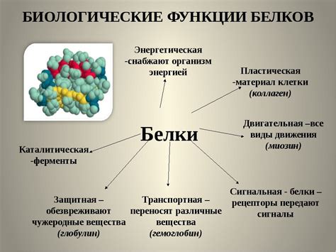 Конкретные функции строительных белков в организме