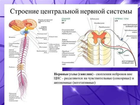 Контроль органов и систем: волшебство центральной нервной системы