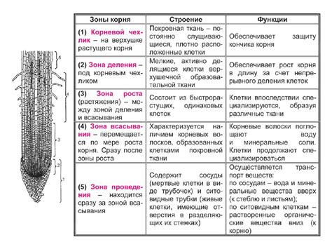 Корень спирогиры: его функции и особенности