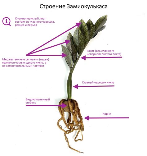 Корни замиокулькаса гниют