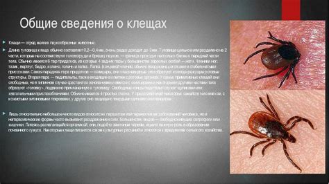 Корректировка состояния питомца после клещевого укуса