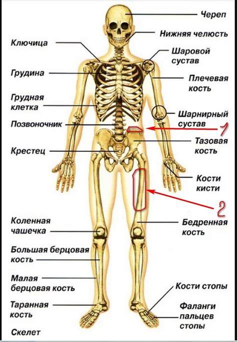 Кости и скелет