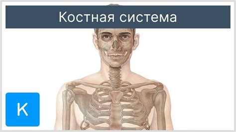 Костная система и суставы