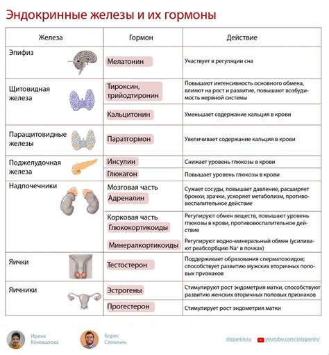 Костные элементы и их функции