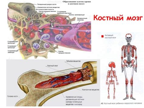 Костный мозг в организме