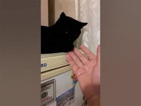 Коты кусают одеяло