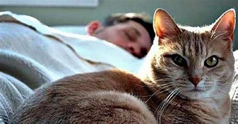 Коты ценят близость