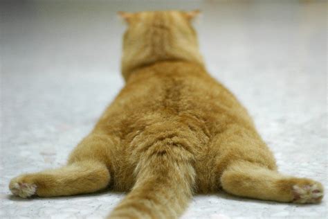 Кошка лежит на животе