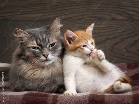 Кошка с котенком трехцветная во сне