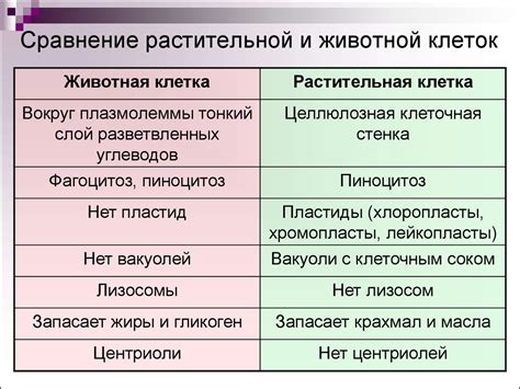 Крещеный и язычник: различия и сходства