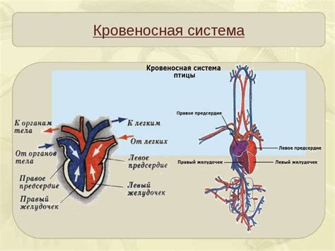 Кровеносная система и работа сердца