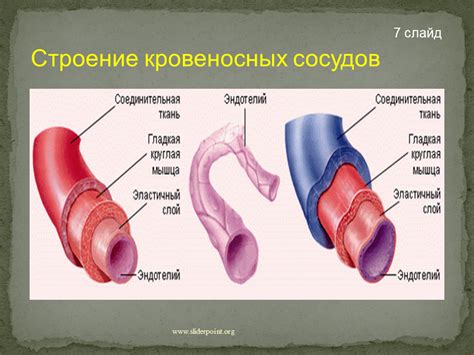 Кровеносные сосуды: роль в организме