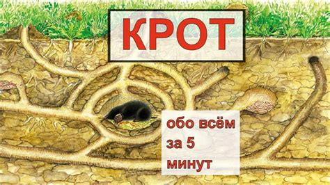 Крот и его дом: особенности