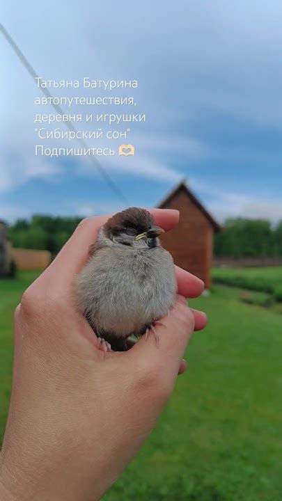 Куда поместить найденного воробушка желторотика: