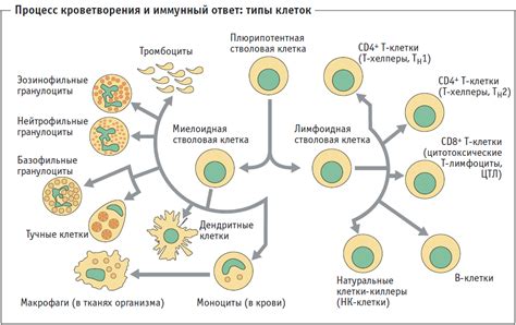 Лейкоциты и макрофаги